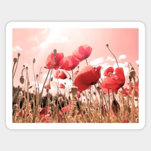 Fresh, wild, red poppies in the field, color photography, delicate flowers image Sticker